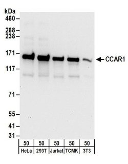 CCAR1 Rabbit anti-Human, Mouse, Polyclonal, Bethyl Laboratories 100 &mu;L;