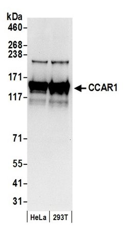 CCAR1 Rabbit anti-Human, Polyclonal, Bethyl Laboratories 100 &mu;L; Unconjugated:Antibodies,