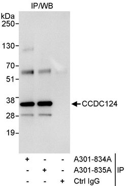 CCDC124 Rabbit anti-Human, Polyclonal, Bethyl Laboratories 10 &mu;L; Unconjugated:Antibodies,