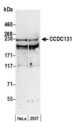 CCDC131 Rabbit anti-Human, Polyclonal, Bethyl Laboratories 100 &mu;L; Unconjugated:Antibodies,