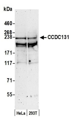 CCDC131 Polyclonal Antibody, Bethyl Laboratories:Antibodies:Primary Antibodies