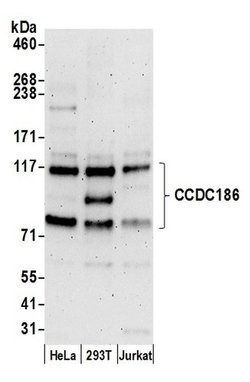 CCDC186 Polyclonal Antibody, Bethyl Laboratories:Antibodies:Primary Antibodies