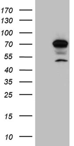 CCDC22 Mouse anti-Human, Clone: OTI5C1, liquid, TrueMAB 100 &mu;L; Unconjugated:Antibodies,