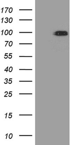 CCDC27 Mouse anti-Human, Clone: OTI4B12, lyophilized, TrueMAB 100 &mu;g;
