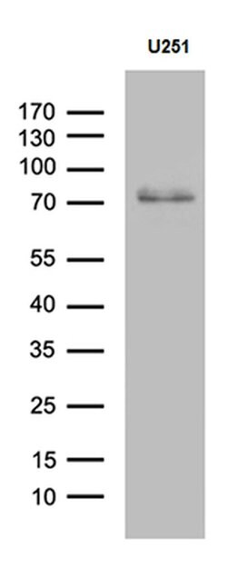 CCDC27 Monoclonal Antibody (OTI1F8), TrueMAB , OriGene:Antibodies:Primary