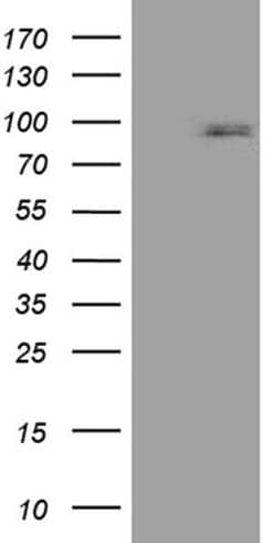 CCDC27 Monoclonal Antibody (OTI4D4), TrueMAB , OriGene 100 &mu;L; Unconjugated:Antibodies,