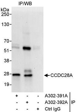 CCDC28A Rabbit anti-Human, Polyclonal, Bethyl Laboratories 10 &mu;L; Unconjugated:Antibodies,