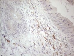 CCDC36 Mouse anti-Human, Clone: OTI2D11, lyophilized, TrueMAB 100 &mu;g;