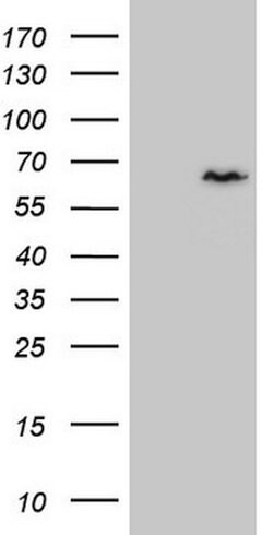 CCDC36 Mouse anti-Human, Clone: OTI2F7, lyophilized, TrueMAB 100 &mu;g;