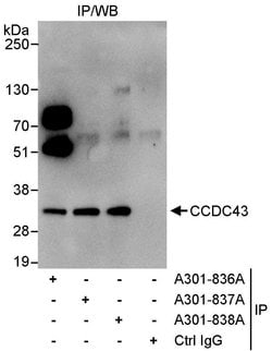 CCDC43 Rabbit anti-Human, Polyclonal, Bethyl Laboratories 100 &mu;L; Unconjugated:Antibodies,