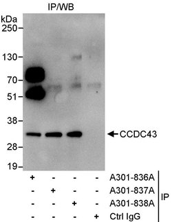 CCDC43 Rabbit anti-Human, Polyclonal, Bethyl Laboratories 10 &mu;l; Unlabeled:Antibodies,