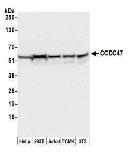 CCDC47 Polyclonal Antibody, Bethyl Laboratories 20 &mu;L; Unconjugated:Antibodies,