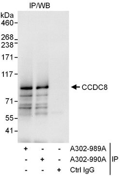 CCDC8 Rabbit anti-Human, Polyclonal, Bethyl Laboratories 10 &mu;L; Unconjugated:Antibodies,