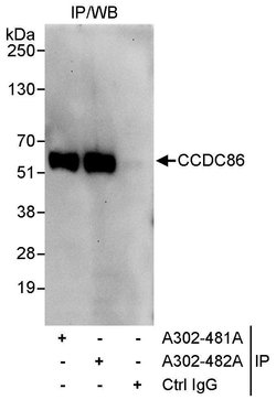 CCDC86 Rabbit anti-Human, Polyclonal, Bethyl Laboratories 100 &mu;L | Buy Online | Bethyl Laboratories, Inc | Fisher Scientific