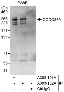 CCDC88A Rabbit anti-Human, Polyclonal, Bethyl Laboratories 100 &mu;l; Unlabeled:Antibodies,