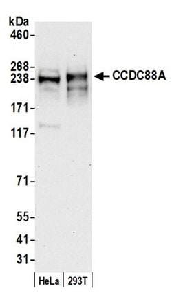 CCDC88A Polyclonal Antibody, Bethyl Laboratories 20 &mu;L; Unconjugated:Antibodies,