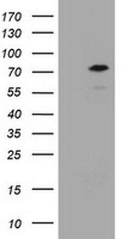 CCDC93 Monoclonal Antibody (OTI2A4), TrueMAB , OriGene 100 &mu;L; Unconjugated:Antibodies,