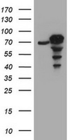 CCDC93 Monoclonal Antibody (OTI1A10), TrueMAB , OriGene:Antibodies:Primary