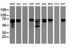 CCDC93 Monoclonal Antibody (OTI1A10), TrueMAB , OriGene:Antibodies:Primary
