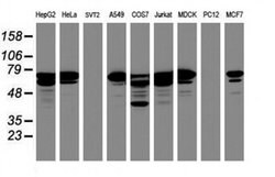 CCDC93 Monoclonal Antibody (OTI2D2), TrueMAB , OriGene:Antibodies:Primary