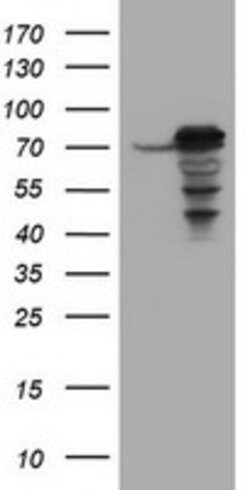 CCDC93 Mouse anti-Canine, Human, Clone: OTI4A2, lyophilized, TrueMAB 100