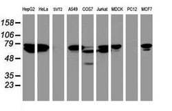 CCDC93 Mouse anti-Canine, Human, Clone: OTI4A2, lyophilized, TrueMAB 100