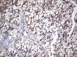 CCL19 Monoclonal Antibody (OTI4F3), TrueMAB , OriGene 100 &mu;L | Buy Online | Origene Technologies | Fisher Scientific