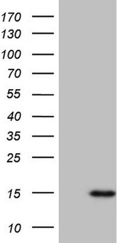 CCL5 Mouse anti-Human, Clone: OTI2A7, lyophilized, TrueMAB 100 &mu;g; Unconjugated:Antibodies,