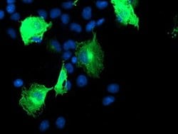 CCM2 Monoclonal Antibody (OTI3B7), TrueMAB , OriGene 100 &mu;L; Unconjugated:Antibodies,