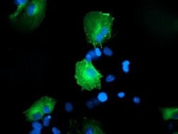 CCM2 Monoclonal Antibody (OTI1E8), TrueMAB , OriGene 30 &mu;L; Unconjugated:Antibodies,