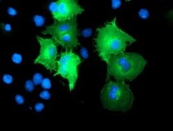 CCM2 Mouse anti-Human, Clone: OTI2E4, liquid, TrueMAB 100 &mu;L; Unconjugated:Antibodies,