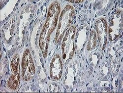 CCM2 Mouse anti-Human, Clone: OTI2E4, liquid, TrueMAB 100 &mu;L; Unconjugated:Antibodies,