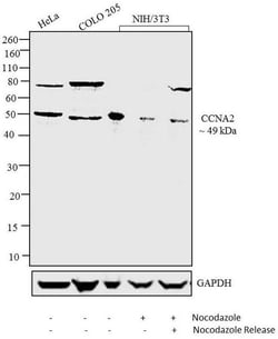 Invitrogen Cyclin A2 Monoclonal Antibody (6B4D11) 100 &mu;g; Unconjugated:Antibodies,