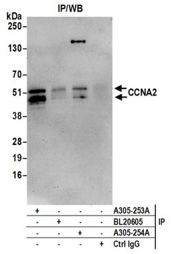 CCNA2/Cyclin A2 Rabbit anti-Human, Polyclonal, Bethyl Laboratories 10 &mu;l;