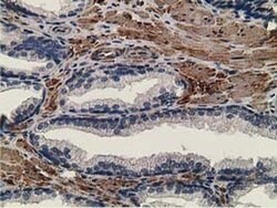 CCNB1IP1 Mouse anti-Human, Clone: OTI4H3, liquid, TrueMAB 30 &mu;L; Unconjugated:Antibodies,