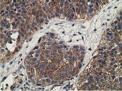 CCNB1IP1 Mouse anti-Human, Clone: OTI4H3, liquid, TrueMAB 30 &mu;L; Unconjugated:Antibodies,
