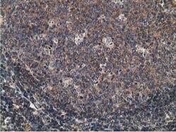CCNB1IP1 Mouse anti-Human, Clone: OTI4H3, liquid, TrueMAB 30 &mu;L; Unconjugated:Antibodies,