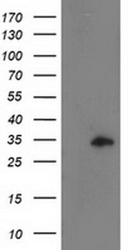 CCNB1IP1 Mouse anti-Human, Clone: OTI4H3, liquid, TrueMAB 30 &mu;L; Unconjugated:Antibodies,