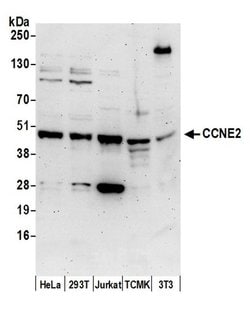 CCNE2/Cyclin E2 Polyclonal Antibody, Bethyl Laboratories:Antibodies:Primary