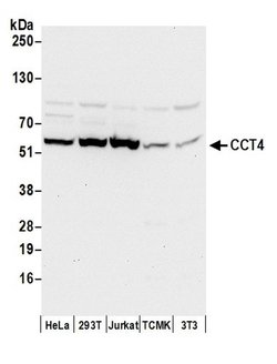 CCT4 Rabbit anti-Human, Mouse, Polyclonal, Bethyl Laboratories 100 &mu;L | Buy Online | Bethyl Laboratories, Inc | Fisher Scientific
