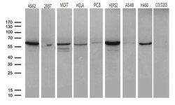 CCT4 Monoclonal Antibody (OTI4E6), TrueMAB , OriGene 100 &mu;L; Unconjugated:Antibodies,