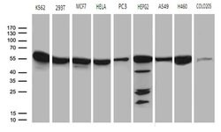 CCT4 Monoclonal Antibody (OTI4C9), TrueMAB , OriGene 100 &mu;L | Buy Online | Origene Technologies | Fisher Scientific