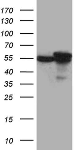 CCT4 Monoclonal Antibody (OTI1A3), TrueMAB , OriGene:Antibodies:Primary