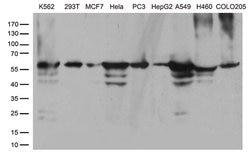 CCT4 Monoclonal Antibody (OTI1A3), TrueMAB , OriGene:Antibodies:Primary