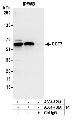 CCT7 Rabbit anti-Human, Polyclonal, Bethyl Laboratories 100 &mu;L; Unconjugated:Antibodies,