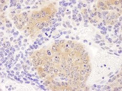 CCT8 Rabbit anti-Human, Mouse, Polyclonal, Bethyl Laboratories 100 &mu;L;