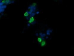 CCT8L2 Monoclonal Antibody (OTI1D12), TrueMAB , OriGene 30 &mu;L; Unconjugated:Antibodies,