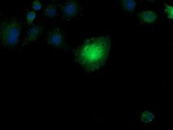 CCT8L2 Mouse anti-Human, Clone: OTI1C1, lyophilized, TrueMAB 100 &mu;g;