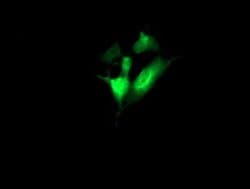 CCT8L2 Monoclonal Antibody (OTI4F4), TrueMAB , OriGene:Antibodies:Primary
