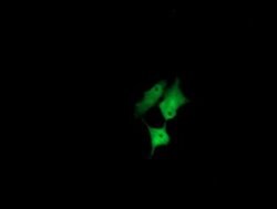 CCT8L2 Monoclonal Antibody (OTI4A4), TrueMAB , OriGene 30 &mu;L; Unconjugated:Antibodies,